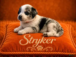 Australian Shepherd dogs Stryker - Ad 11