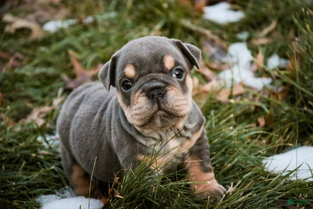 English Bulldog dogs for sale: Xena - Ad 10