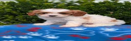 Cavapoo dogs for sale: Nadia - Ad 5