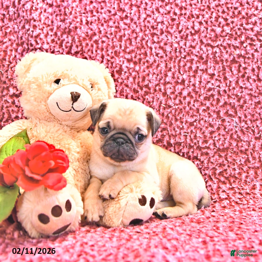 Mixed Breed dogs Princess - Ad 39