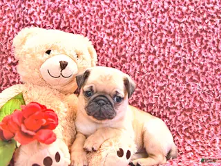 Mixed Breed dogs Princess - Ad 39