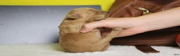 Goldendoodle dogs for sale: Ravioli - Ad 8