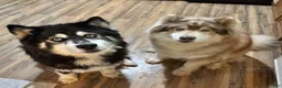Siberian Husky dogs for sale: Red collar male - Ad 5