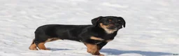 Dachshund dogs for sale: Bullet bill - Ad 1