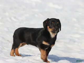 Dachshund dogs Bullet bill - Ad 20