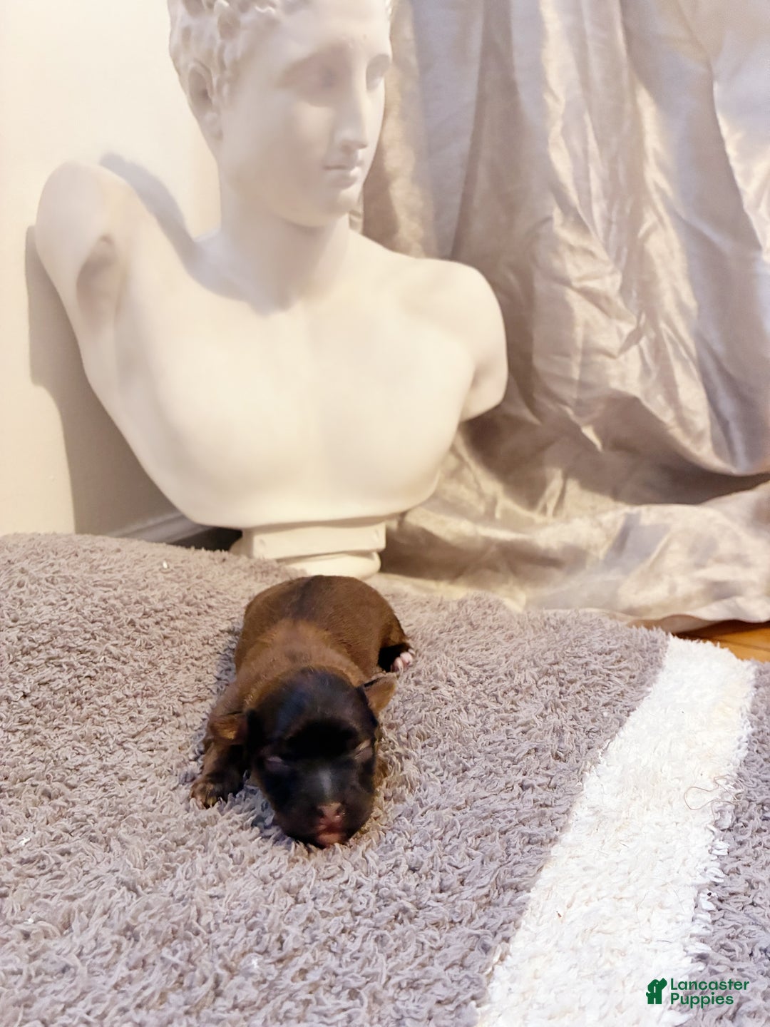 Yorkiepoo dogs for sale: Yorkiepoo Puppy 1 - Ad 4