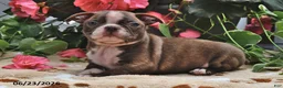 Boston Terrier dogs for sale: Leo - Ad 3