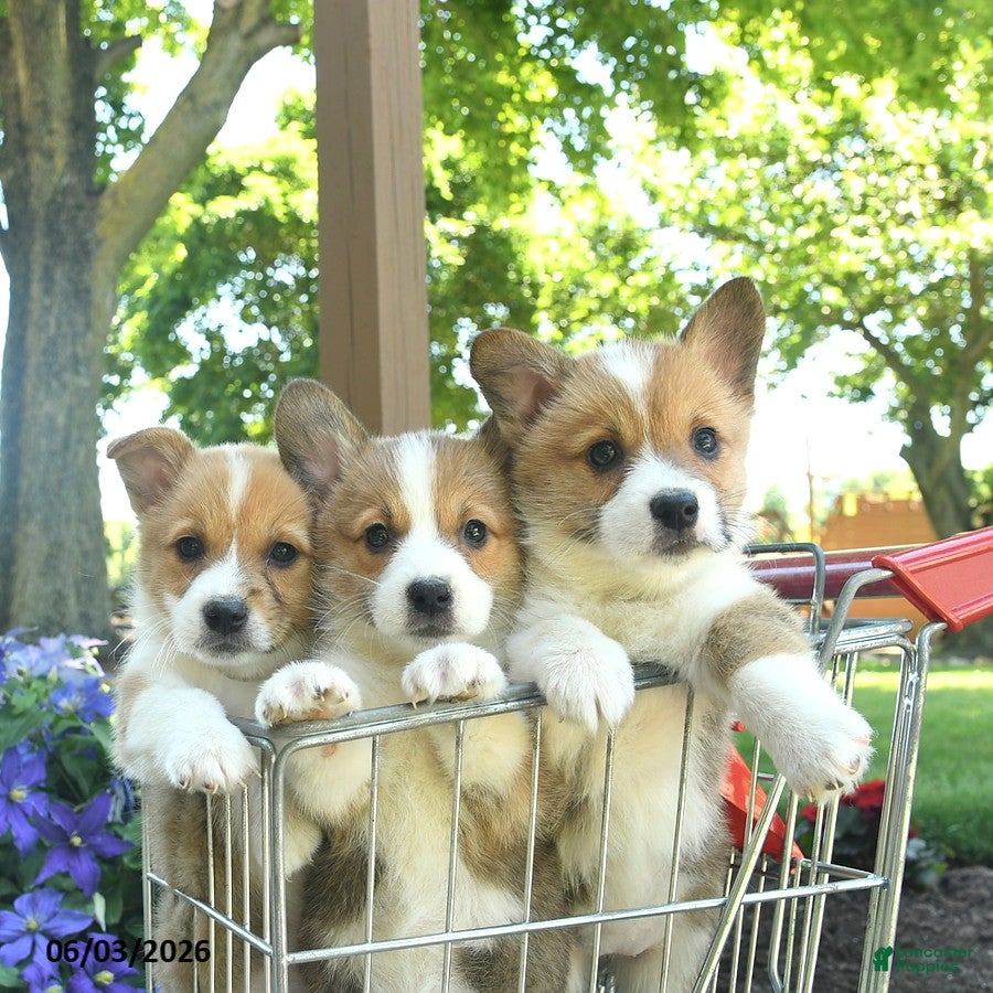 Welsh Corgi Pembroke dogs for sale: Pearl  - Ad 5