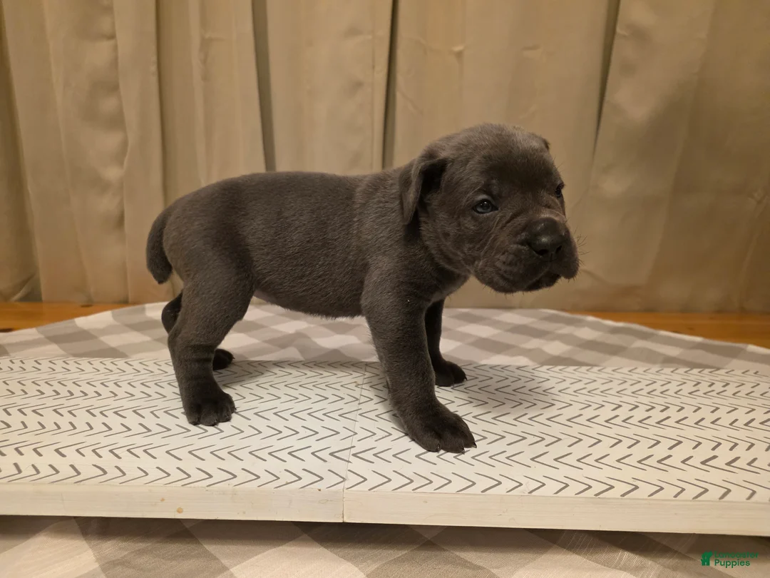 Cane Corso dogs for sale: Cane Corso Puppy 5 - Ad 2