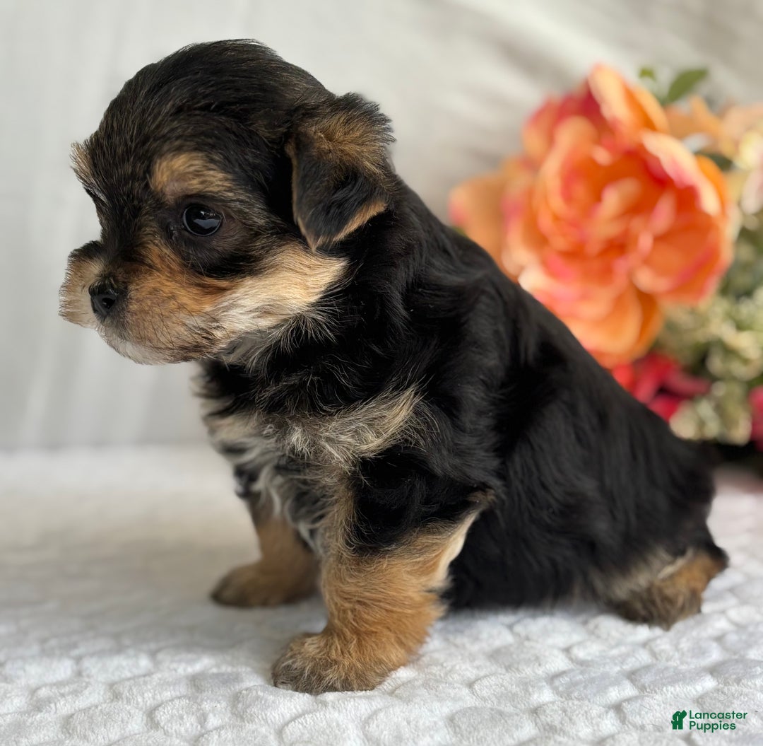 Morkie dogs for sale: Nicky - Ad 9