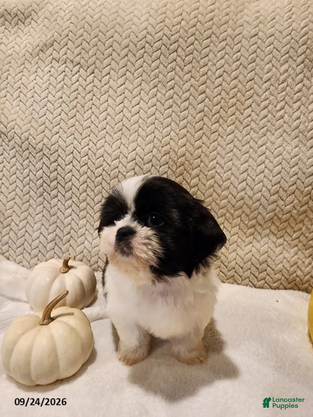Shih Tzu dogs for sale: Twinkle - Ad 2