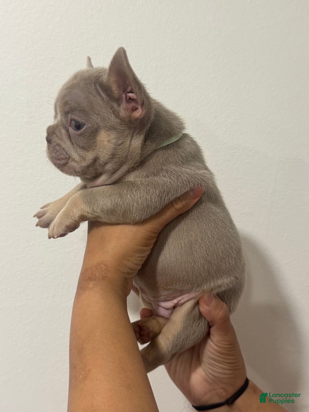 French Bulldog dogs for sale: Romeo - Ad 3