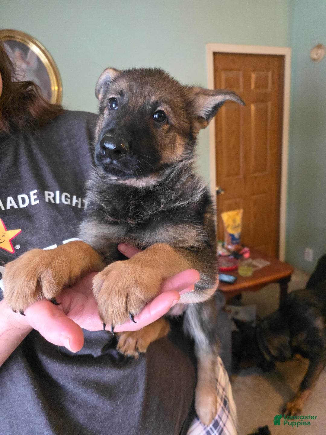 German Shepherd dogs for sale: German Shepherd Puppy 2 - Ad 8