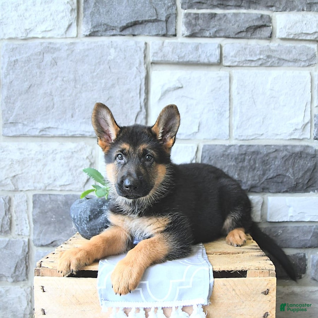 Jarman Safed Dog Puppy Alsatian Dog Baby Price Long Coat Price