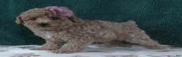 Miniature Poodle dogs for sale: Dollie - Ad 3