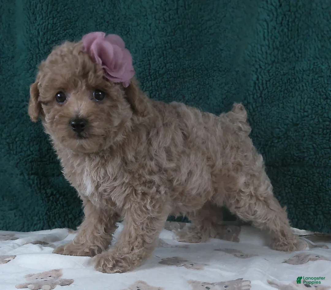 Miniature Poodle dogs for sale: Dollie - Ad 3
