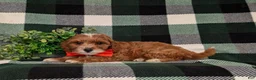 Cavapoo dogs for sale: Christoffer - Ad 4