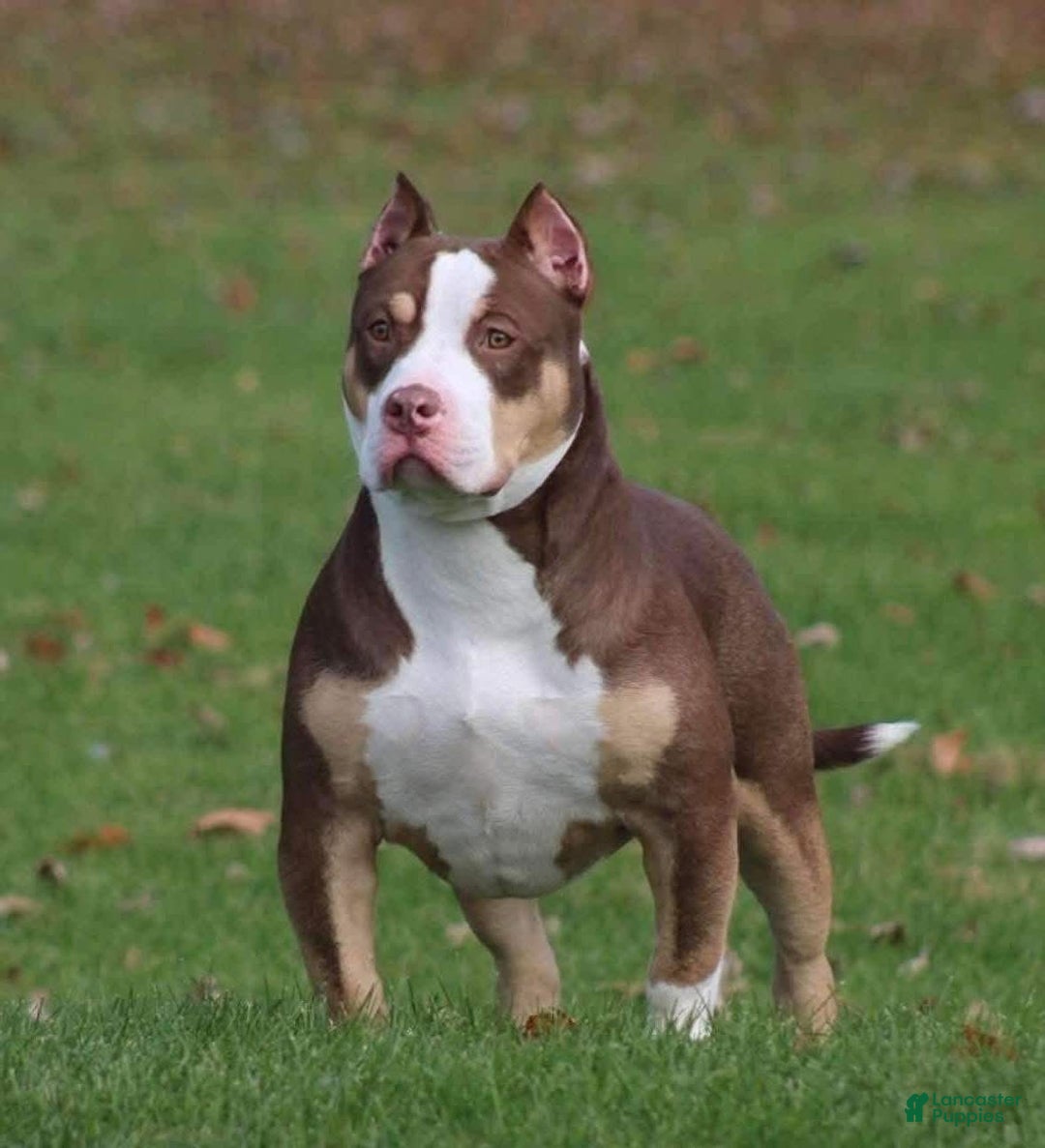 American Bully dogs for sale: American Bully Puppy 1 - Ad 4