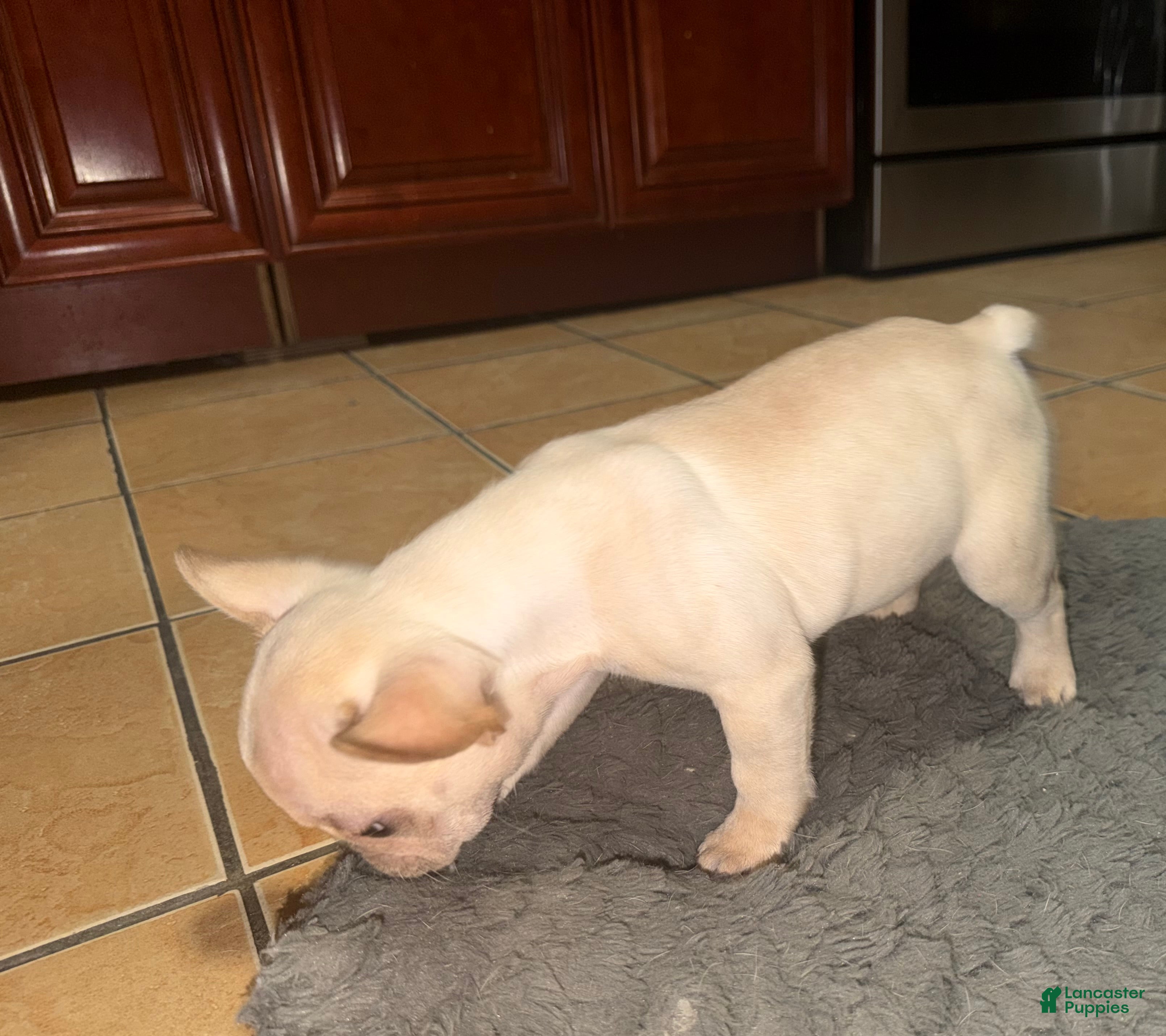 French Bulldog dogs French Bulldog Puppy 1 - Ad 2