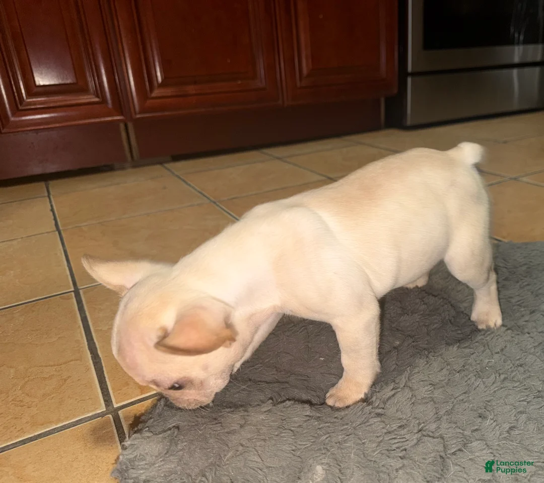 French Bulldog dogs for sale: French Bulldog Puppy 1 - Ad 2