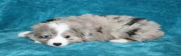 Miniature Australian Shepherd dogs for sale: Sandy - Ad 3