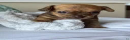 Chihuahua dogs for sale: WallE - Ad 2