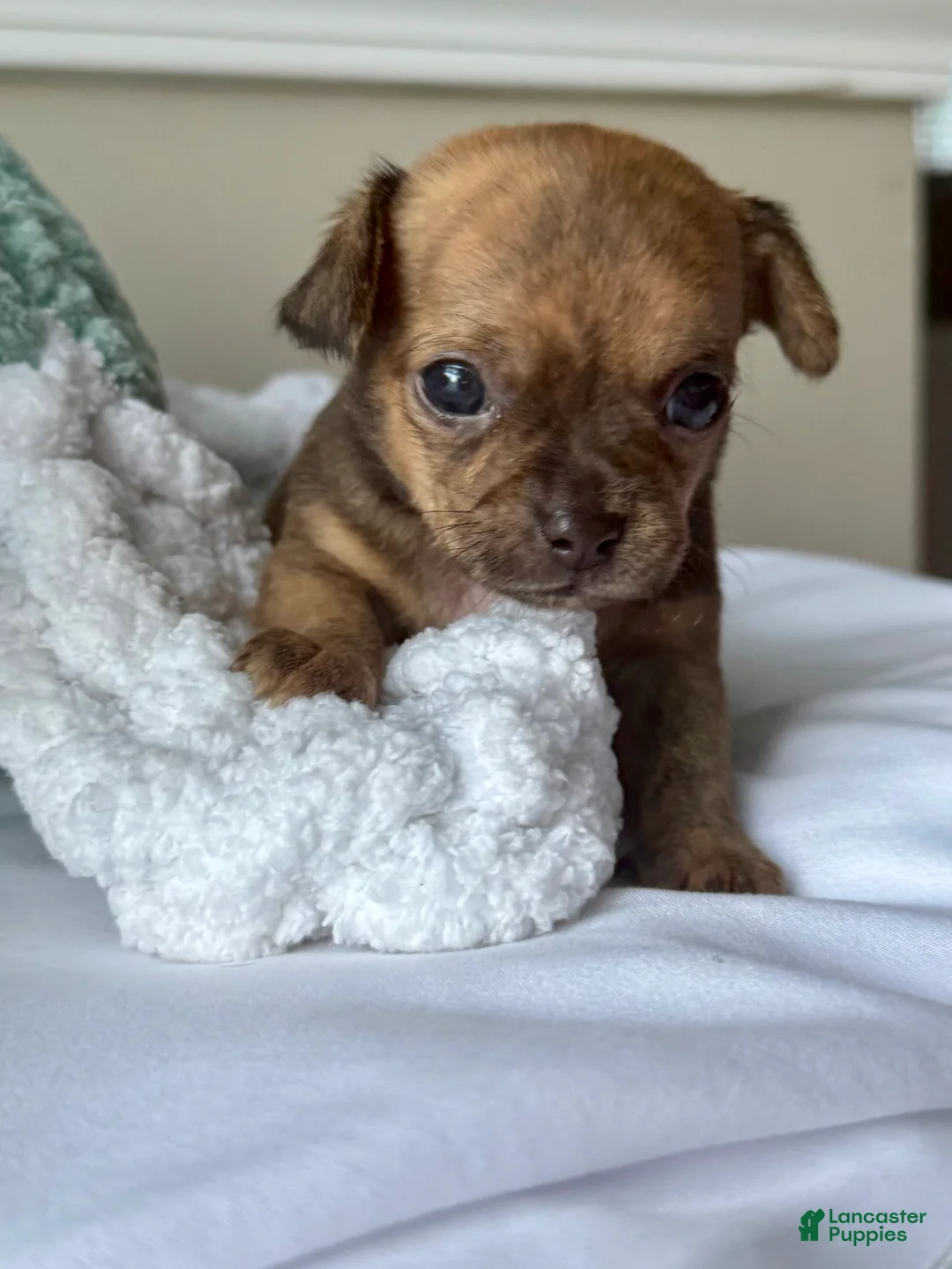 Chihuahua dogs for sale: WallE - Ad 2