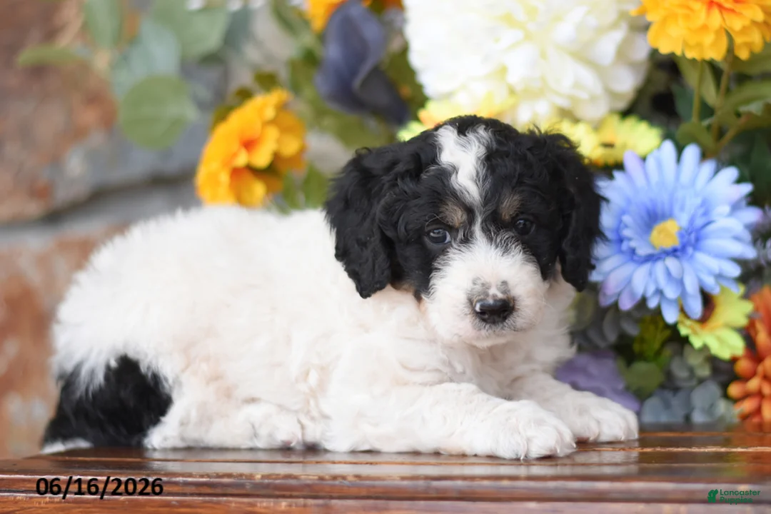 Mini Goldendoodle dogs for sale: Aaron - Ad 2