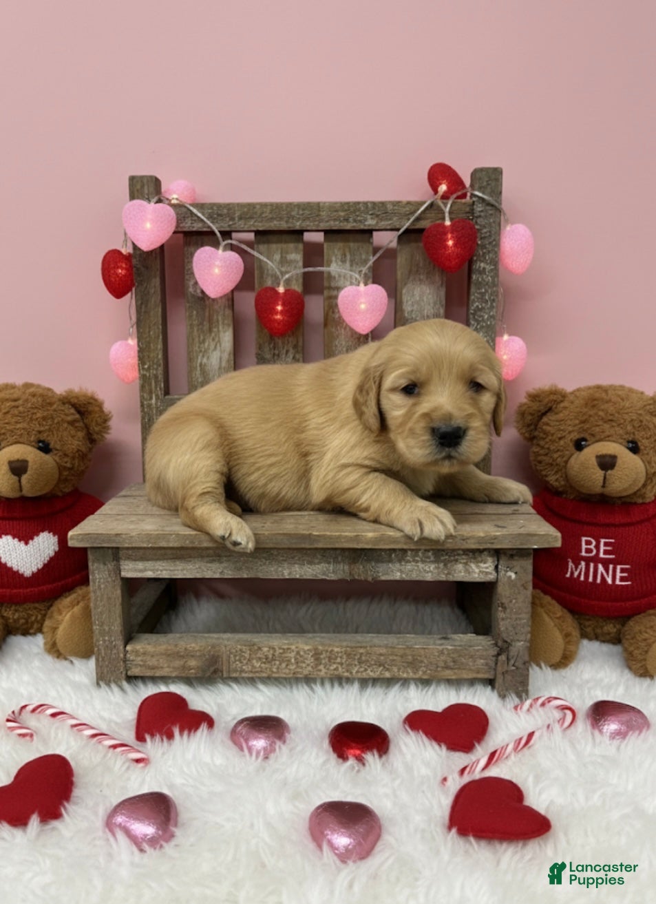 Golden Retriever dogs Golden Retriever Puppy 4 - Ad 41