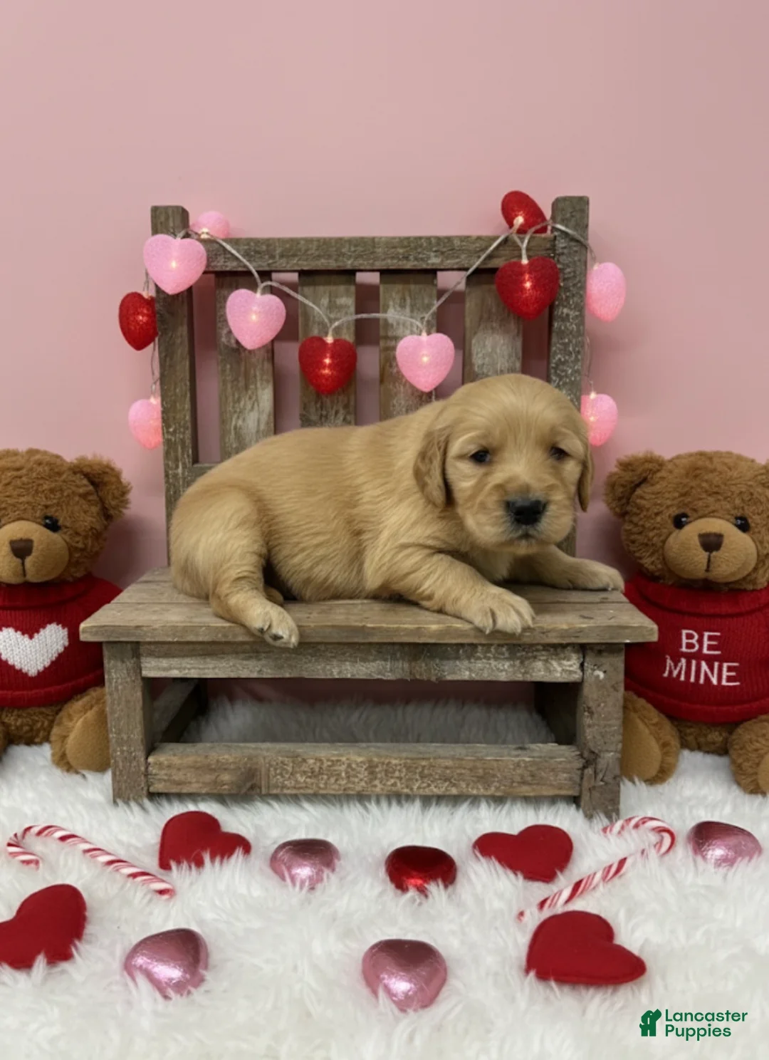 Golden Retriever dogs for sale: Golden Retriever Puppy 4 - Ad 1