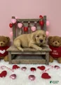 Golden Retriever Puppy 4