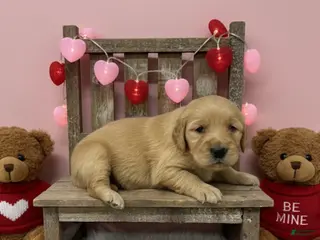 Golden Retriever dogs Golden Retriever Puppy 4 - Ad 41