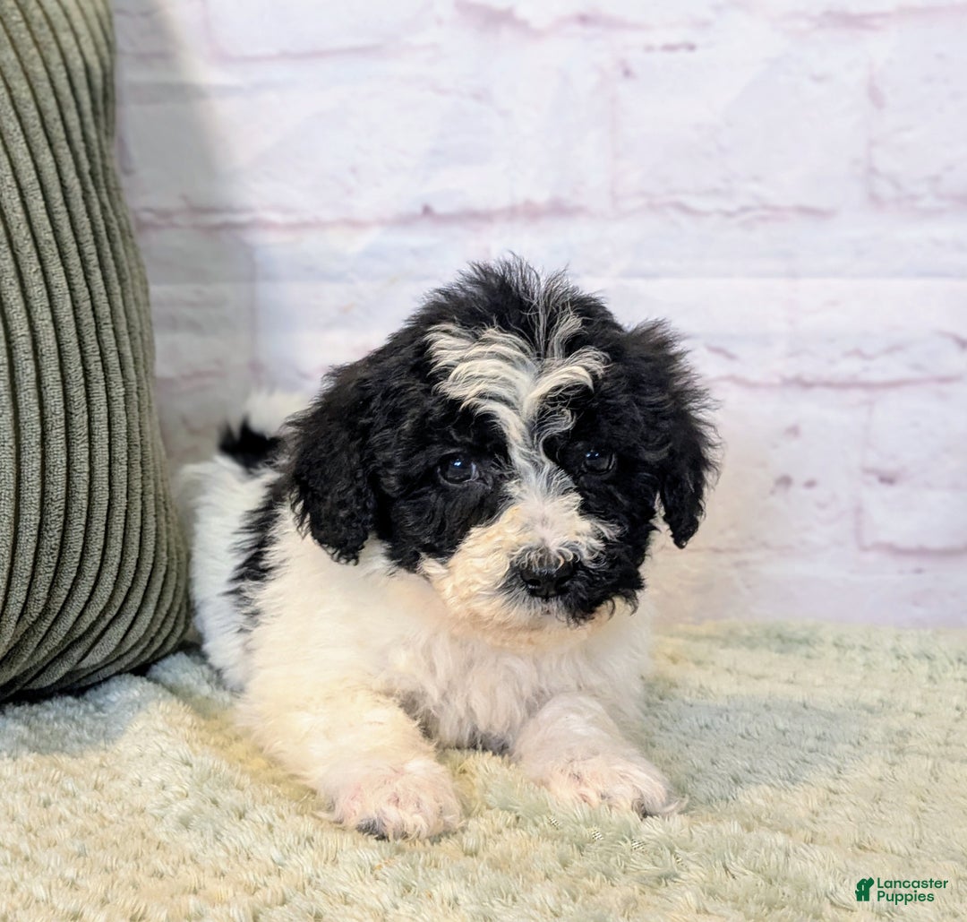 Mixed Breed dogs for sale: Alexia  - Ad 2