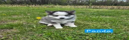 Pomsky dogs for sale: Panda - Ad 5