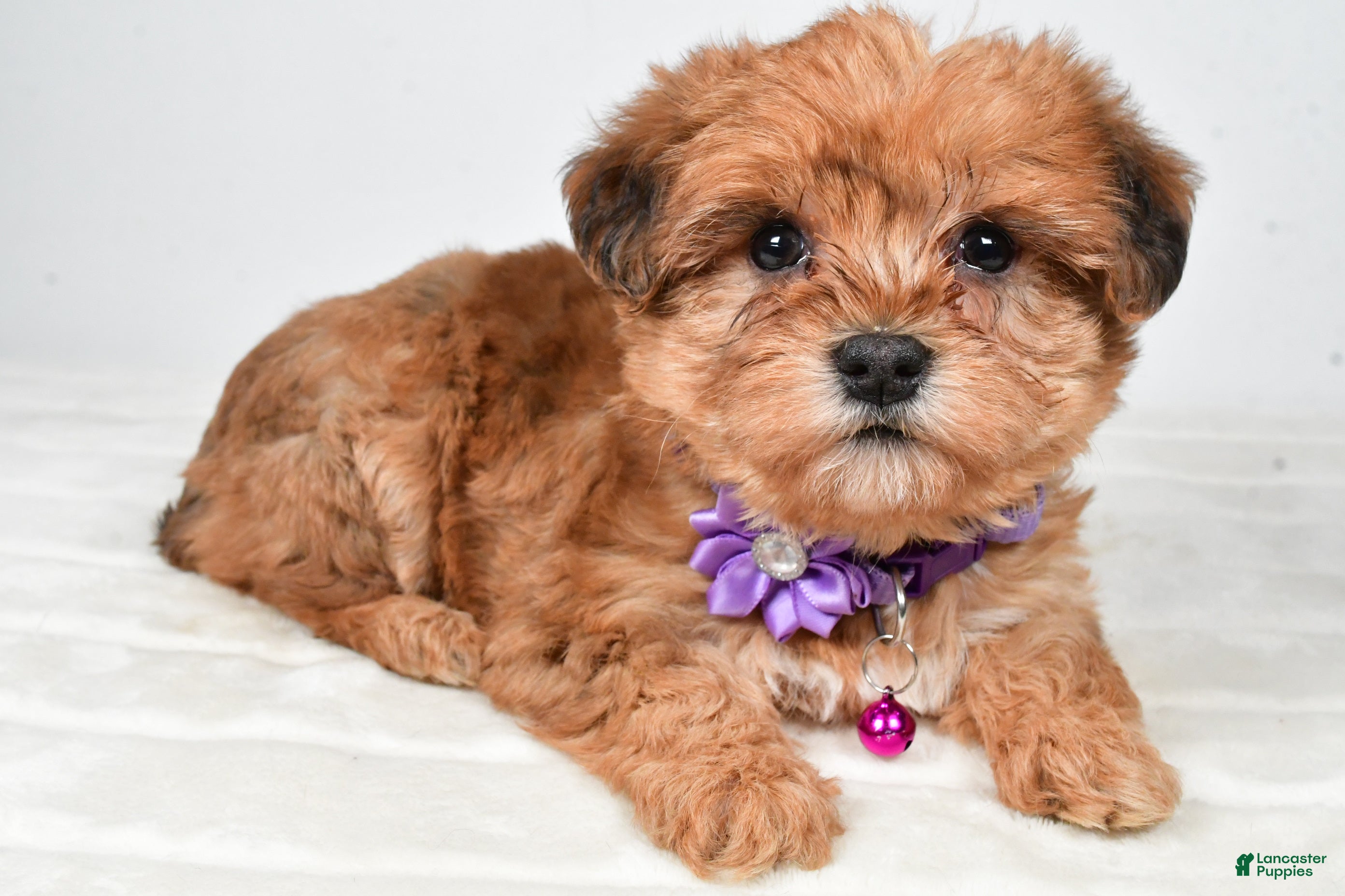 Yorkiepoo dogs Tillie - Ad 34