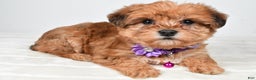 Yorkiepoo dogs for sale: Tillie - Ad 1