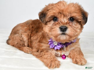 Yorkiepoo dogs Tillie - Ad 37
