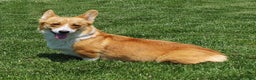 Welsh Corgi Pembroke dogs for sale: EL - Ad 4