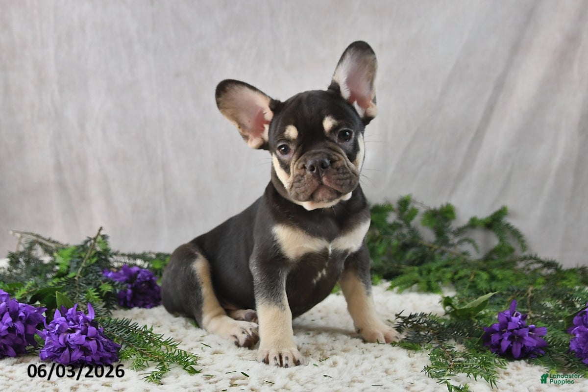 French Bulldog dogs Harley - Ad 1