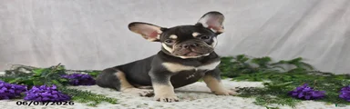 Harley