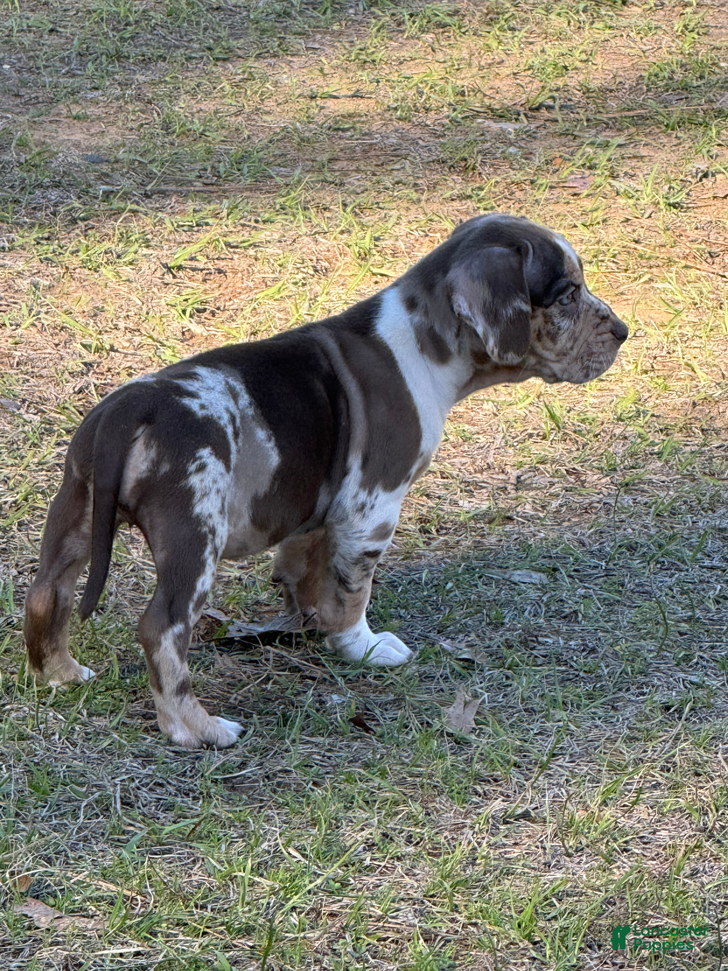 Catahoula Leopard Dog dogs Catahoula Leopard Dog Puppy 5 - Ad 2