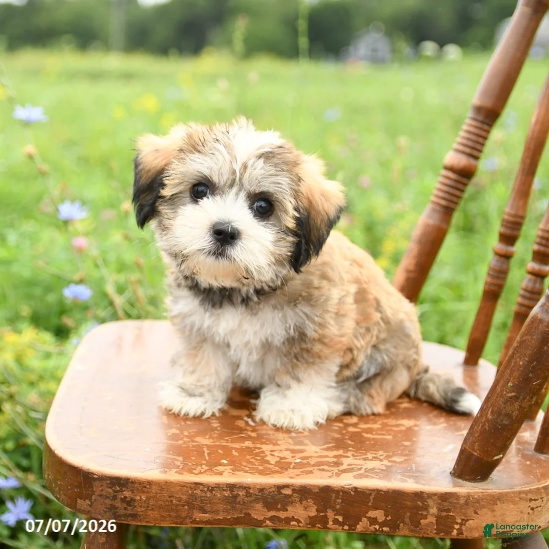 Mixed Breed dogs for sale: Lila  - Ad 3
