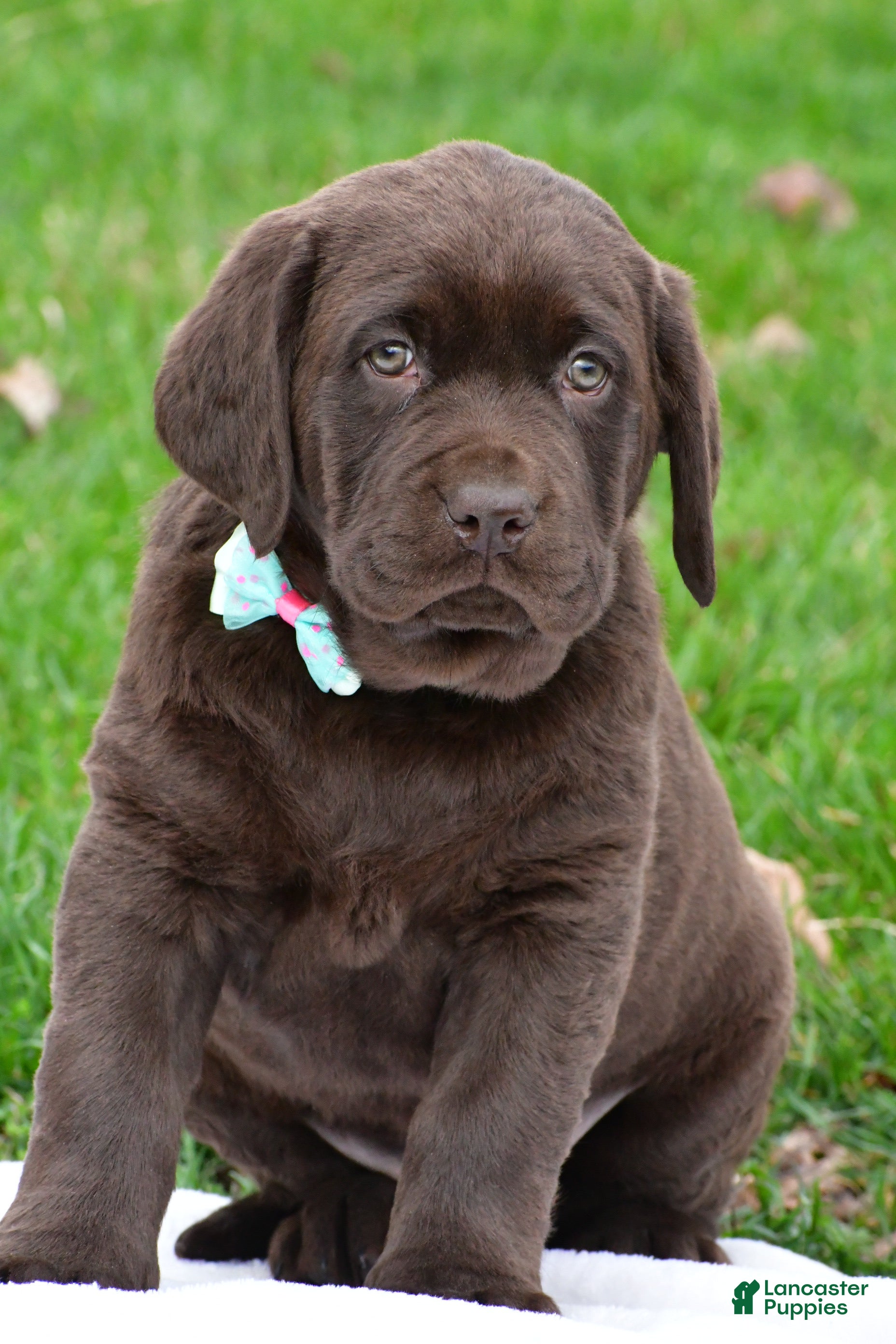 Labrador Retriever dogs Bruno - Ad 2