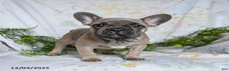 French Bulldog dogs for sale: Annie - Ad 2