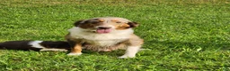 Miniature Australian Shepherd dogs for sale: Rosa - Ad 6