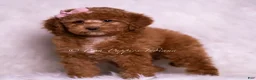 Mini Goldendoodle dogs for sale: Glitter - Ad 5