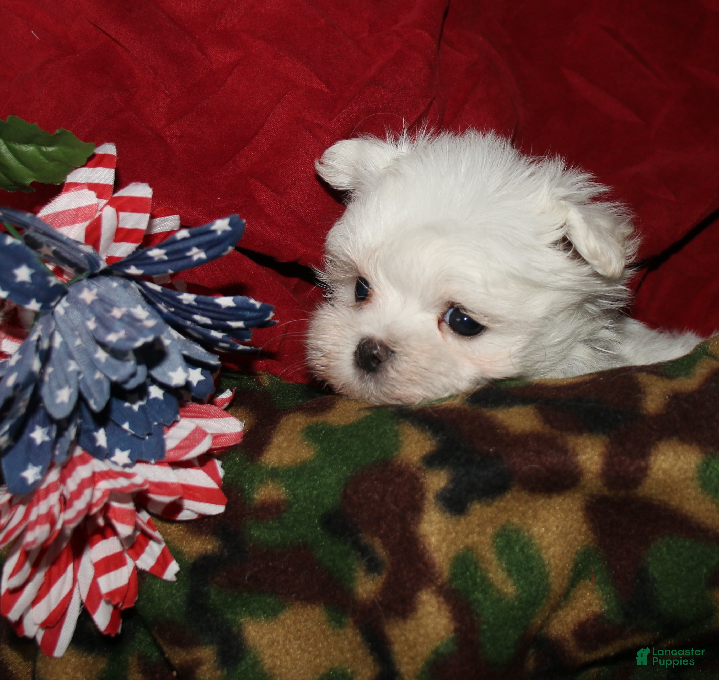 Maltese dogs Dakota - Ad 2