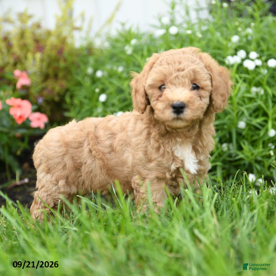 Toy Poodle dogs Chunky - Ad 2