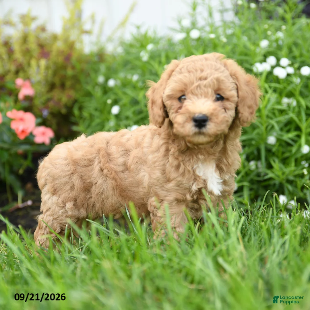 Toy Poodle dogs for sale: Chunky - Ad 2