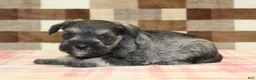 Miniature Schnauzer dogs for sale: Leo - Ad 1